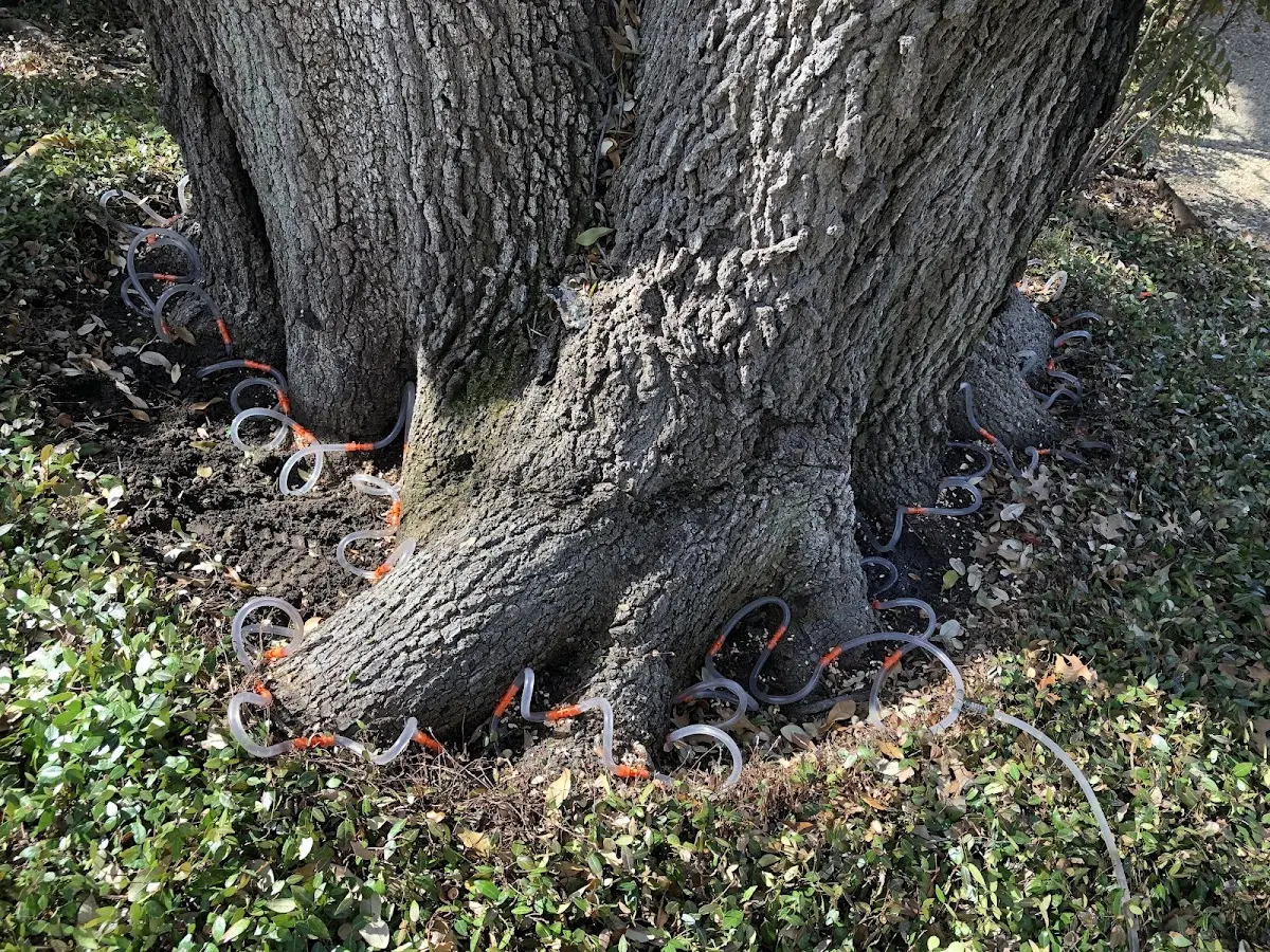 Detailed Tree Cabling and Bracing job site in Diamond Springs