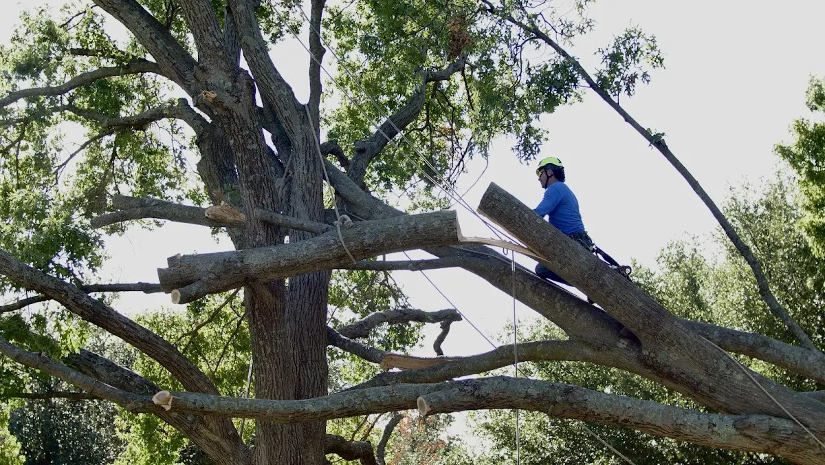 Professional Crown Thinning performed by certified arborists in Diamond Springs