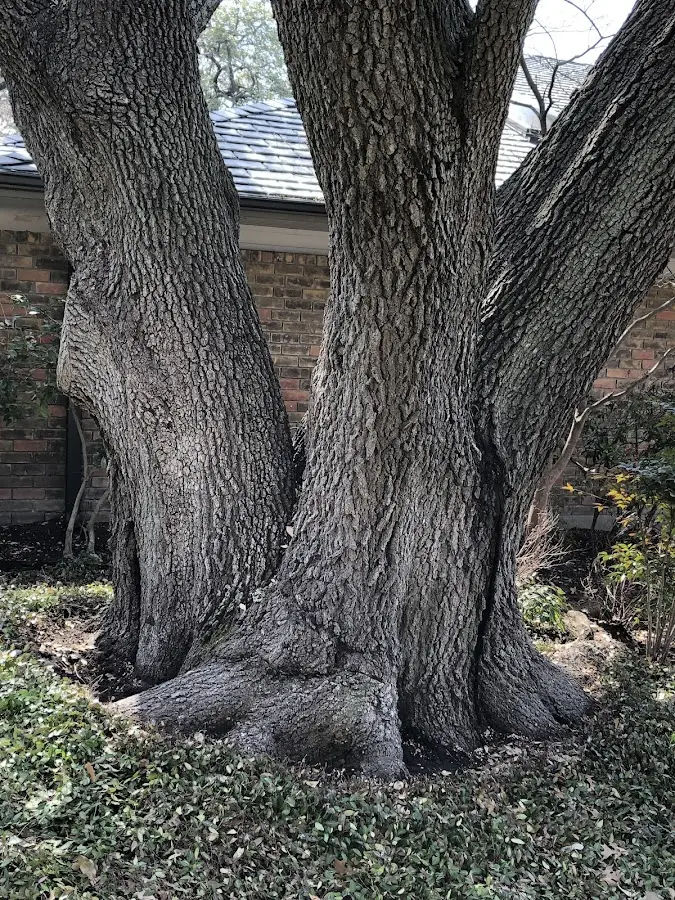 Mature heritage tree close to a Diamond Springs property cared for by certified arborists